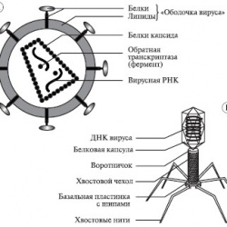 Урок онлайн. Вирусы
